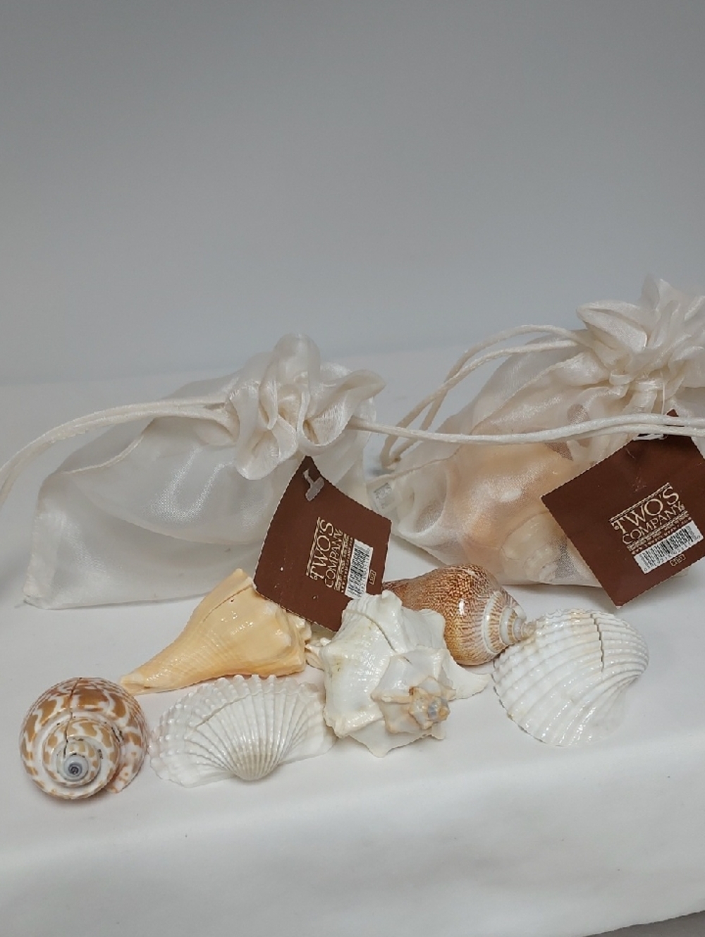 Two's Company Neptune Seashell Placecard Holders, Set of 12